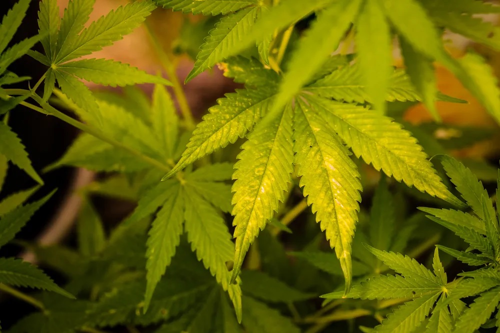 Justiça Federal autoriza associação de saúde de Natal a cultivar cannabis para tratamento de pacientes