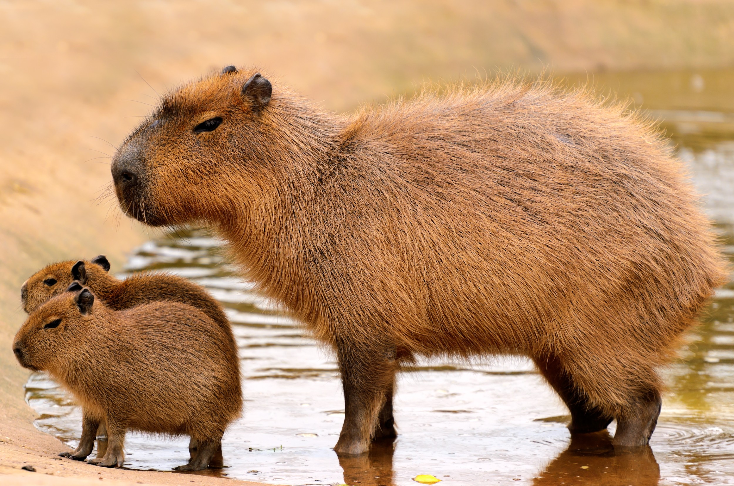 [VÍDEO] Capivara dá vários 'dribles' na Polícia Ambiental em tentativa de resgate