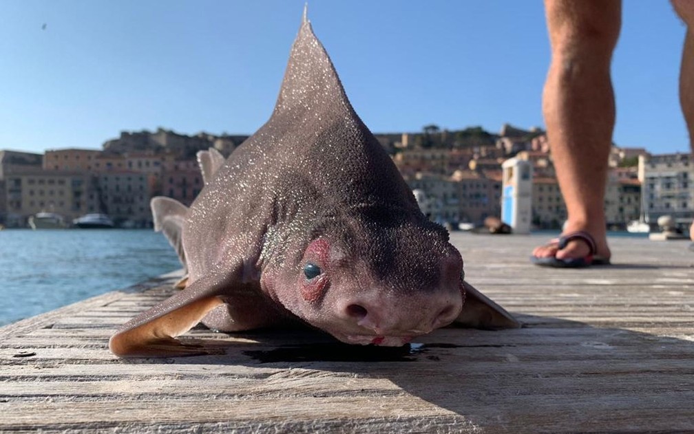 Tubarão com cara de porco é encontrado e fotos viralizam; VEJA IMAGENS