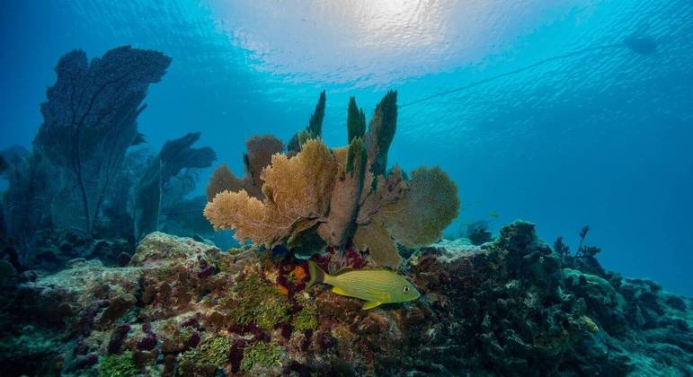 Superfície dos oceanos alcança temperatura recorde: 'Ameaça imediata'