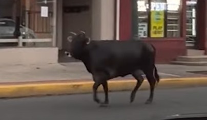 'Vaca agressiva' invade universidade várias vezes e deixa polícia em alerta máximo