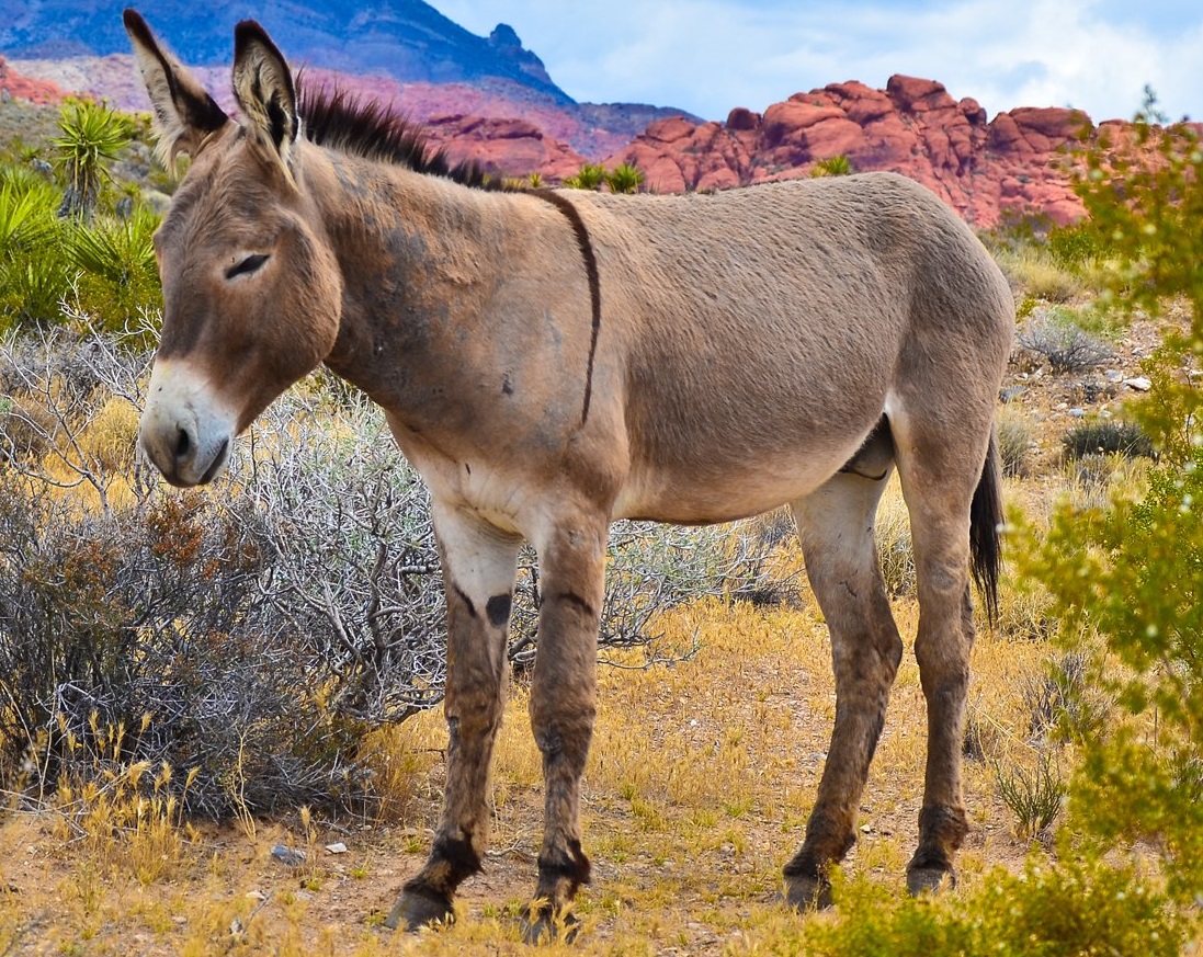 Burro danifica veículo e confusão vai parar em delegacia no interior do RN