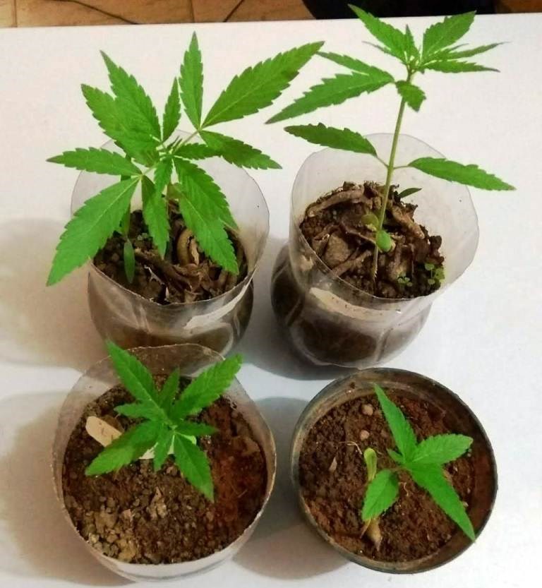 STJ autoriza que homem plante até 354 pé de maconha para tratar ansiedade