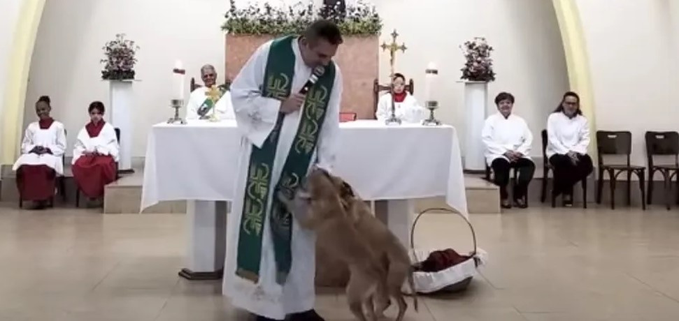 [VIDEO] Cachorros invadem igreja, tentam cruzar em cima do altar e vídeo viraliza