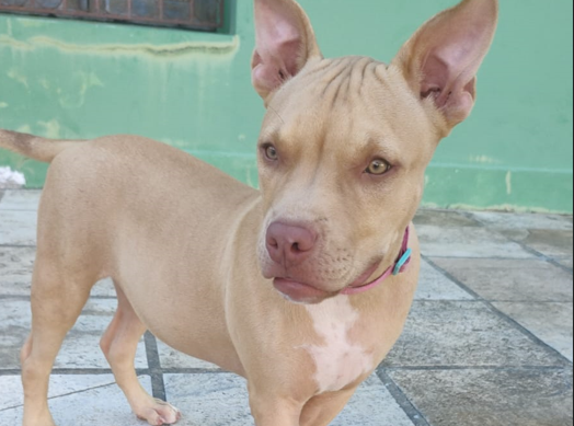 [VÍDEO] Filhote de Pitbull é sequestrada por dois homens em Ponta Negra