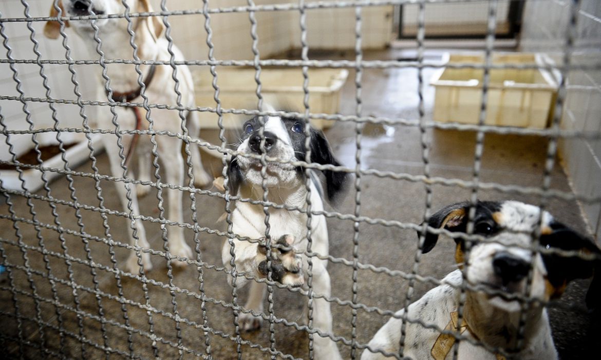 Cachorros, gatos e coelhos são resgatados em feira clandestina de animais