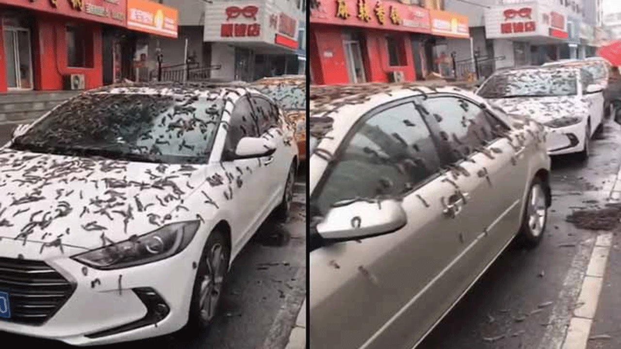 Impressionante: "Chuva de vermes" cai sobre carros na China