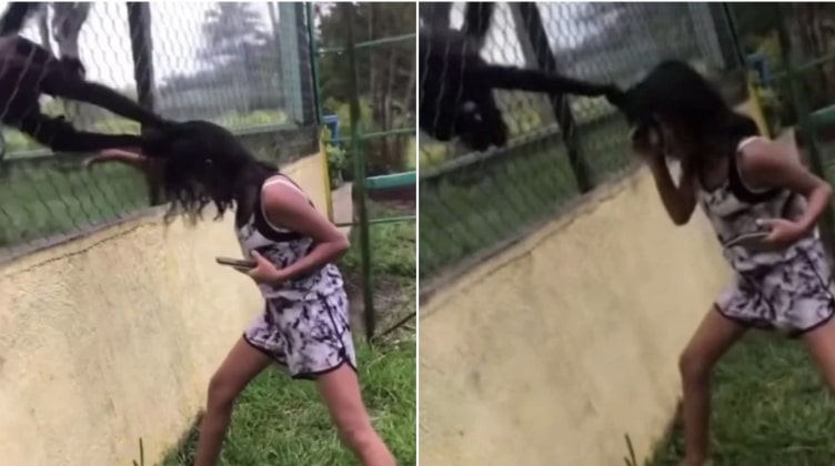 [VÍDEO] Macaco agarra menina pelos cabelos em zoológico