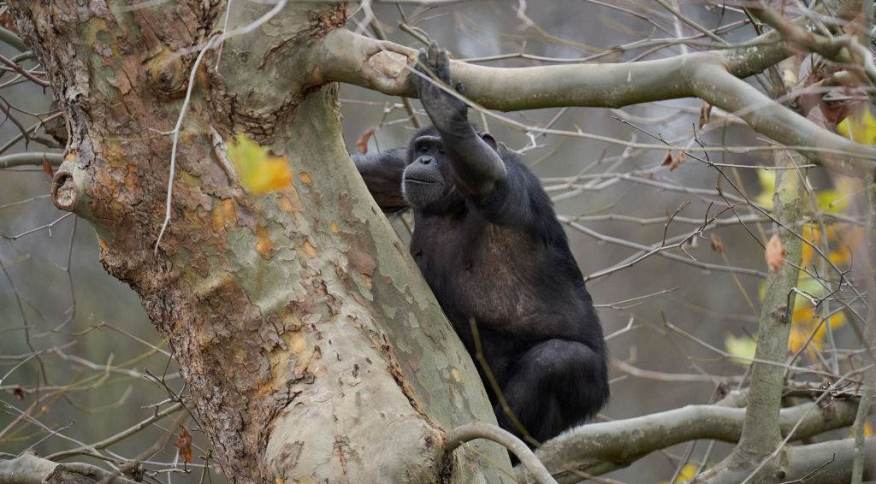 Chimpanzés são vistos atacando e matando gorilas pela primeira vez na natureza