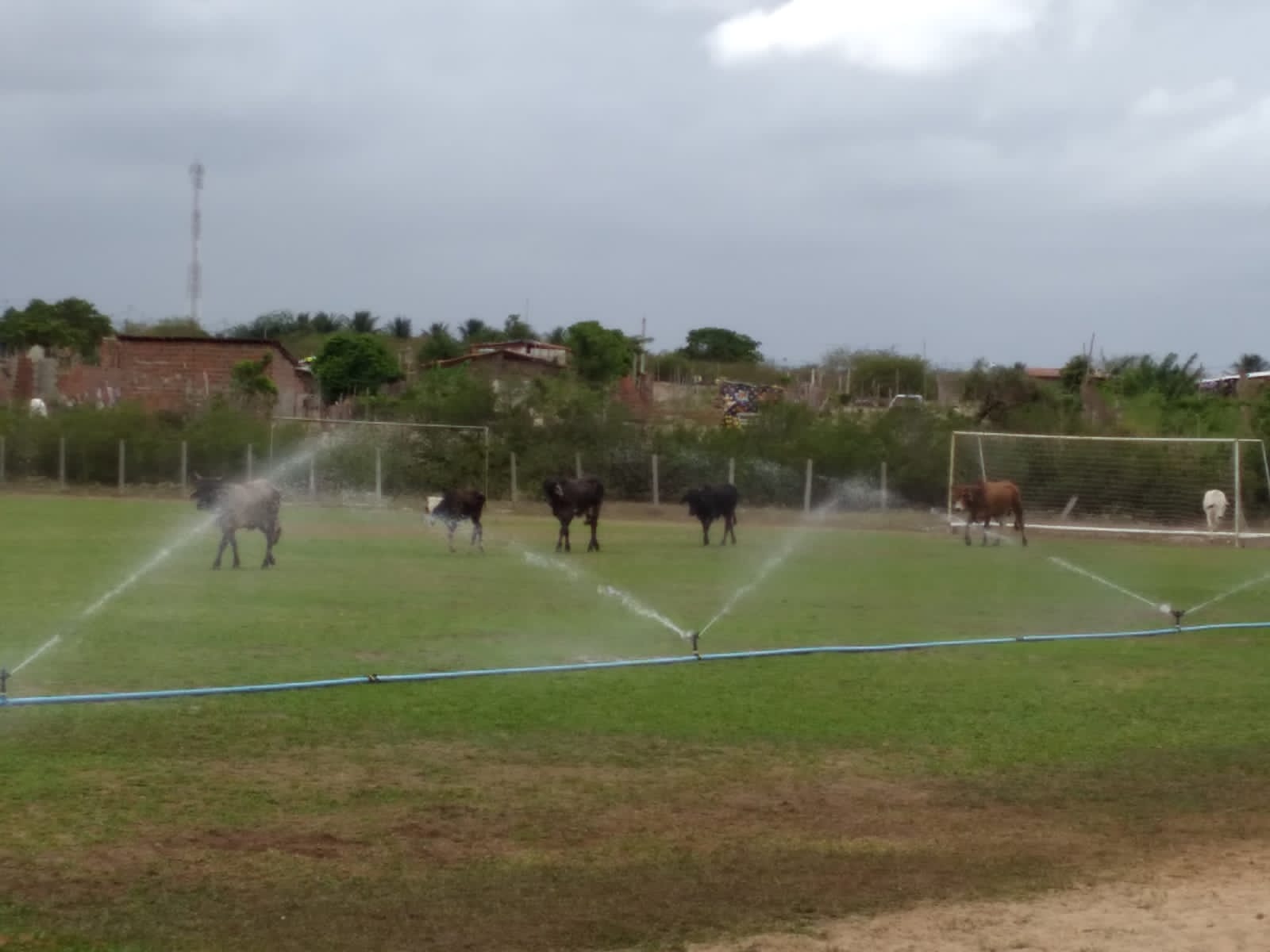 [VÍDEO] CT do América vira 'pasto' para animais e sofre com estrutura 'sucateada'; VEJA IMAGENS