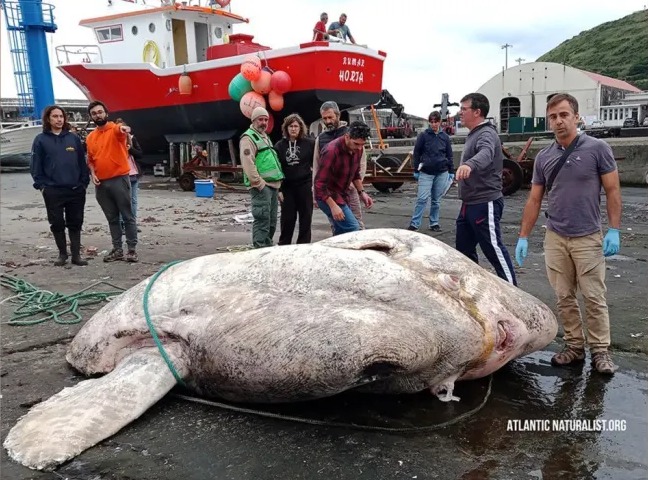 Peixe-lua de quase 3 toneladas quebra recorde de peixe ósseo mais pesado do mundo