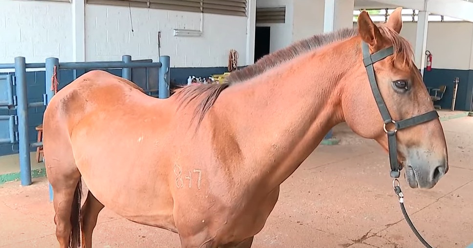 Drácula, cavalo da PM ferido nos ataques em Brasília, volta ao trabalho com cicatrizes