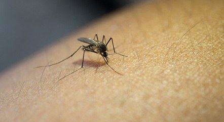 Vacina contra todos os tipos de dengue chega em uma semana