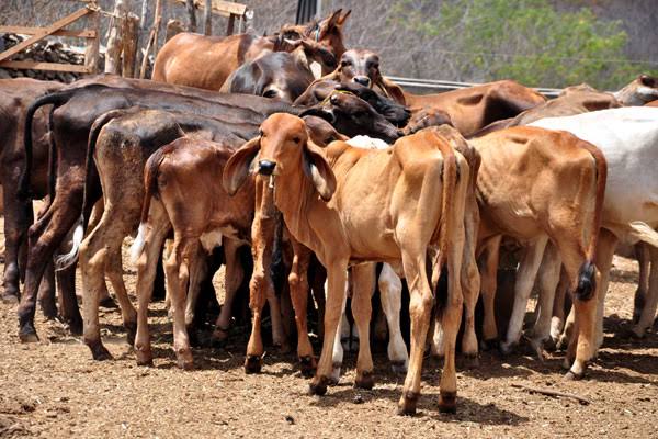 Rebanho bovino do RN é destaque nacional em inseminações artificiais