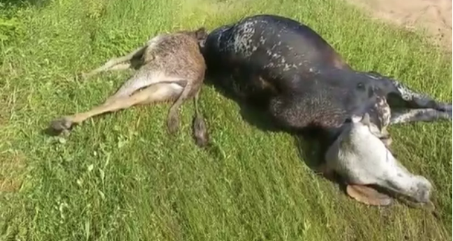 Boi e jumento são mortos por raio no interior do Rio Grande do Norte