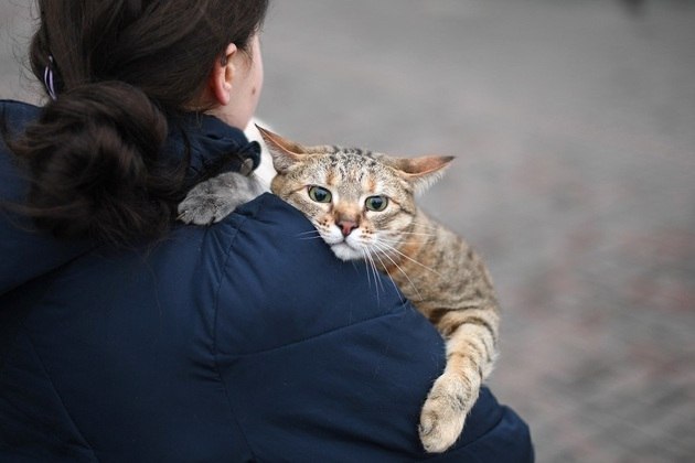 Animais de estimação são salvos pelos tutores na guerra da Rússia contra Ucrânia