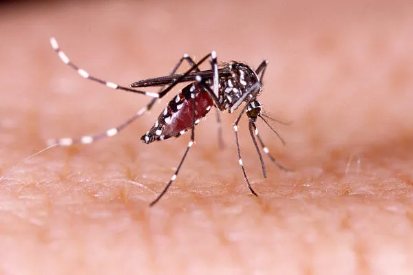 Boletim da Sesap aponta aumento de casos de dengue, zika e chikungunya no RN