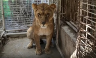 Menino morre após invadir jaula e ser mordido por leoa