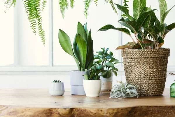 Sai, uruca! 5 plantas que protegem a casa e atraem boas energias