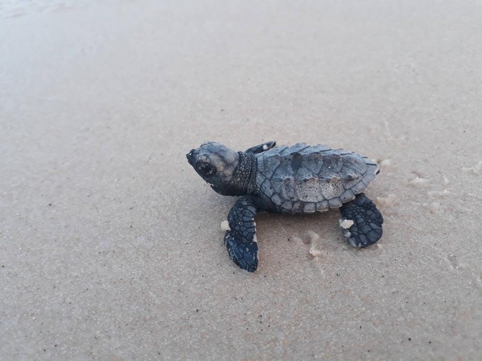 Câmara Técnica recomenda que municípios restrinjam veículos em praias com desovas de tartarugas no litoral do RN