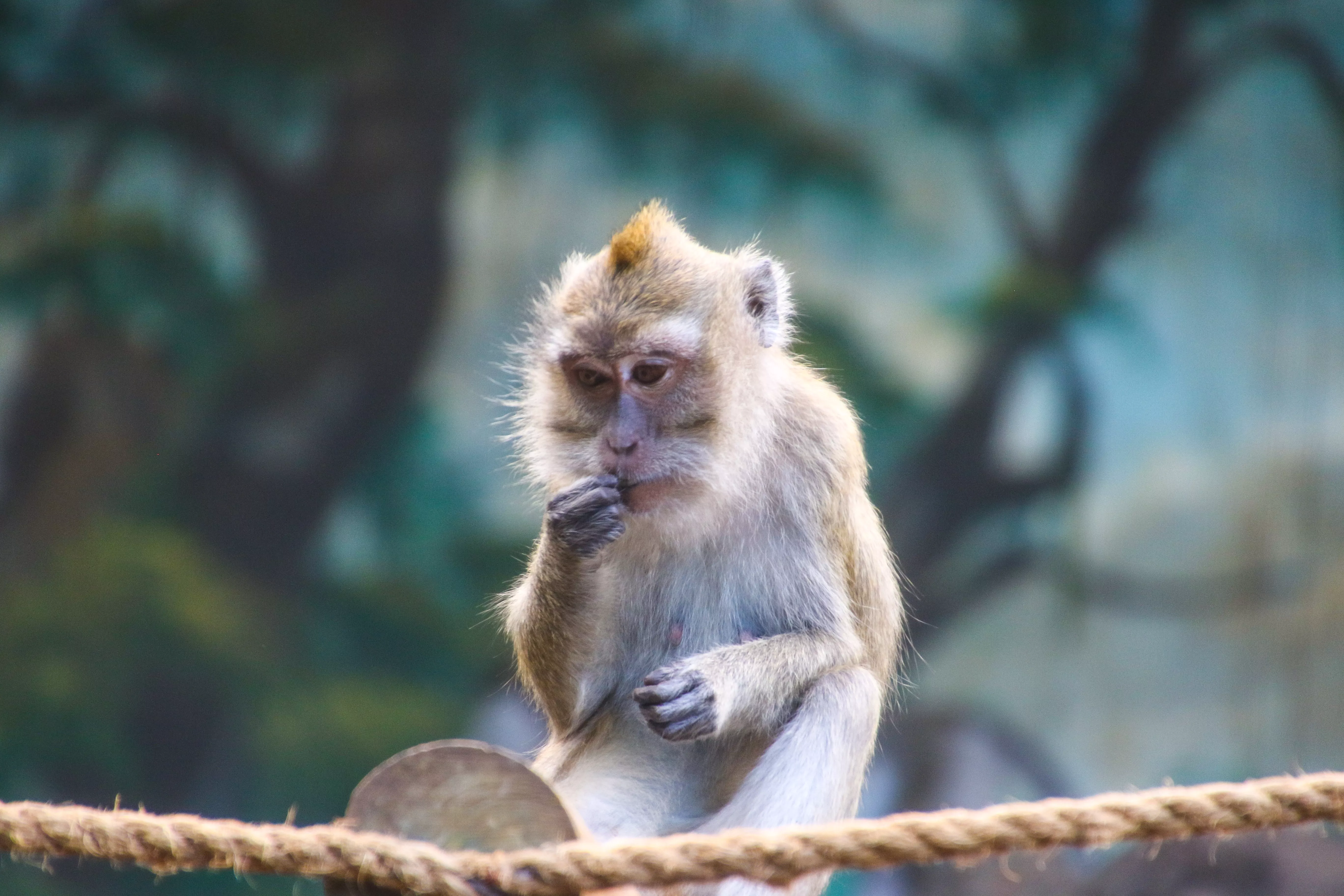 Tragédia: Macacos cercam família e jogam bebê de 4 meses de terraço; Ele morreu