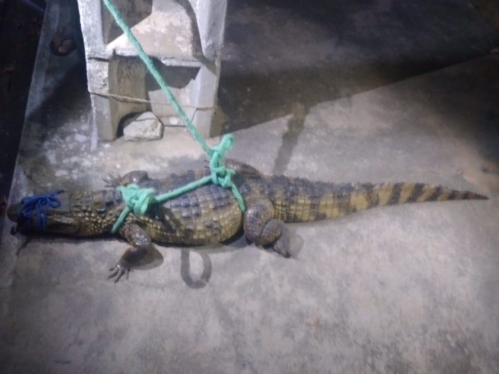 Jacaré de quase 2 metros é encontrado 'passeando' no centro de interior do RN