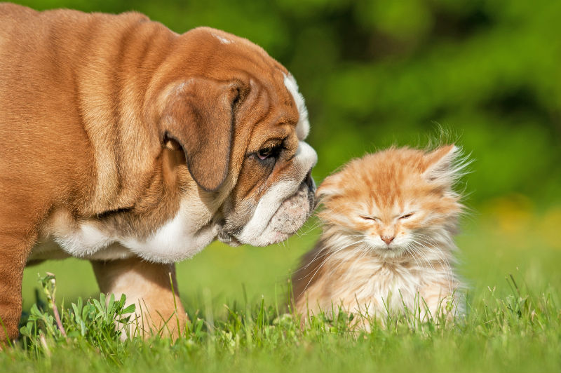 Entenda por que fogos de artifício assustam cães e gatos