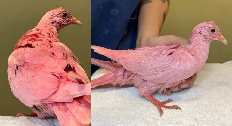 Pombo pintado de rosa para chá revelação morre intoxicado