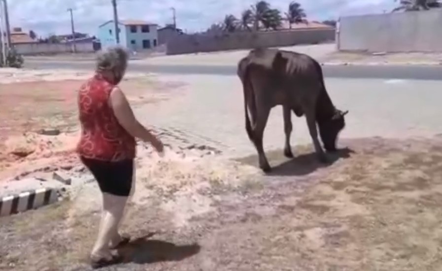 [VIDEO] Descaso: Vacas invadem ponto turístico da Grande Natal