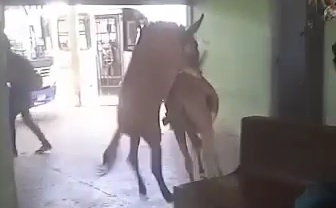 [VIDEO] Casal de jumentos invade rodoviária de Macaíba para "namorar"