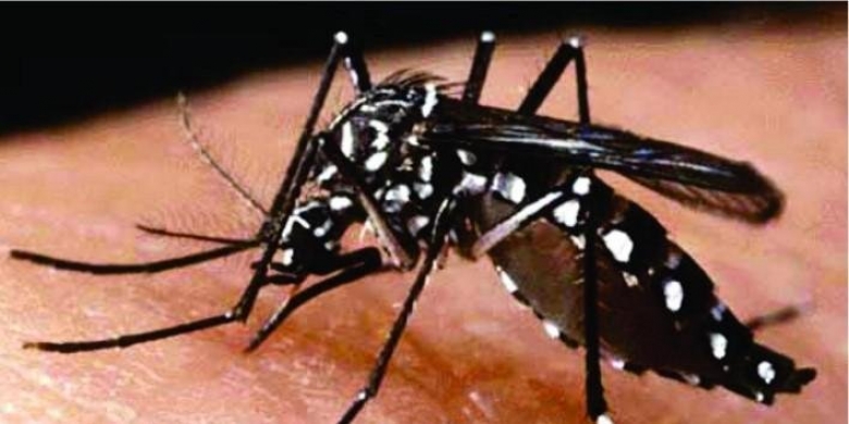 RN registra 2695 casos confirmados de Dengue, Zika e Chikungunya