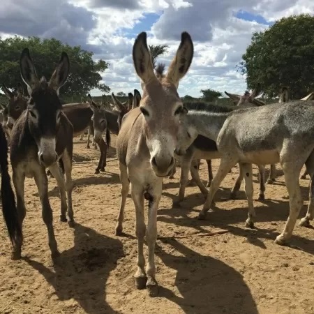 Extinção? Abate em massa de jumentos para China ameaça espécie e saúde pública no Nordeste