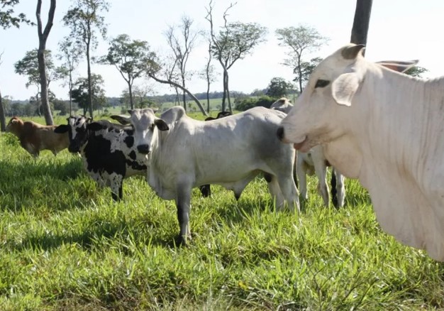 Ministério da Agricultura confirma caso de doença da ‘vaca louca’ no Pará