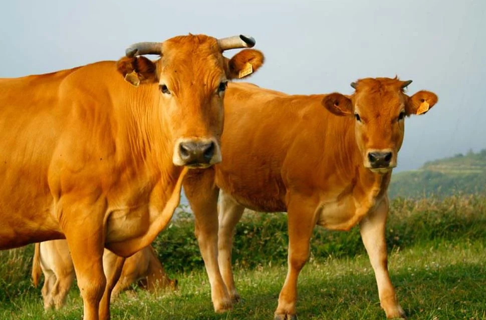 Não é piada: país planeja tributar bufas e arrotos de vacas e ovelhas