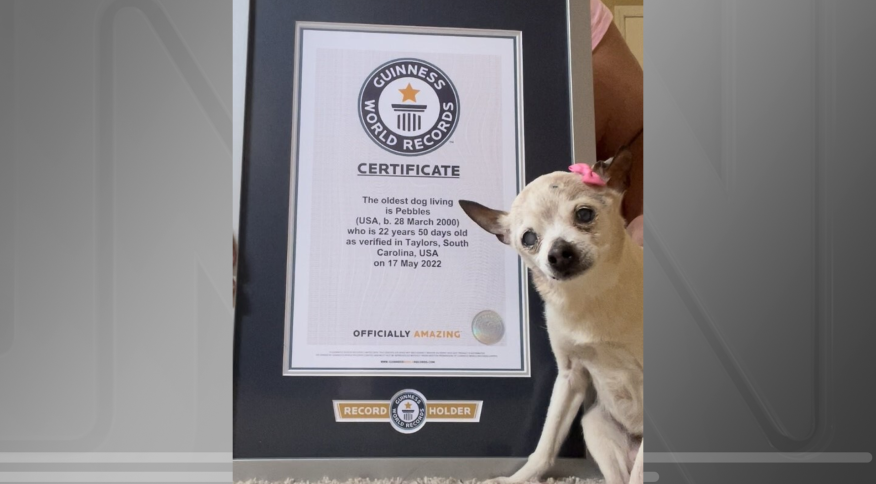 Aos 22 anos, cachorrinha entra para o livro dos recordes como a mais velha do mundo