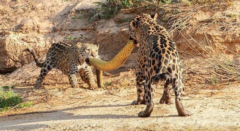 Onças-pintadas fazem "cabo de guerra" com sucuri-amarela