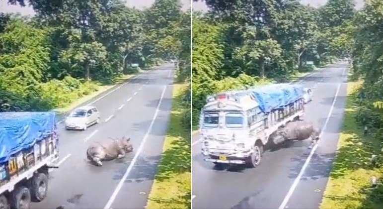 [VIDEO] Incrível: Rinoceronte colide contra caminhão em alta velocidade