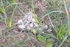 [VÍDEO] Cobras aparecem na Ilha de Sant'Ana, em Caicó, e causam temor na população