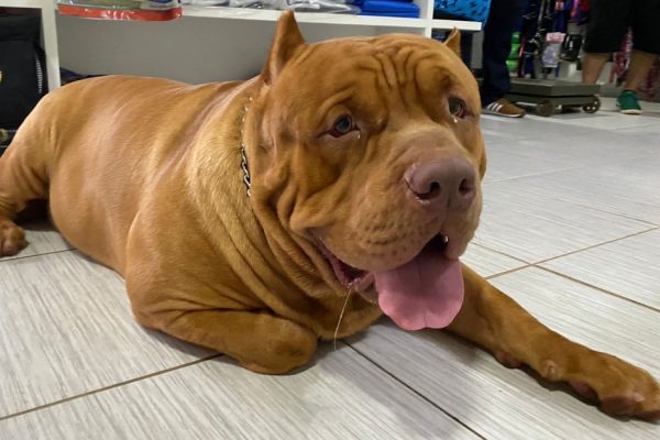 Mulher tem mãos e pés dilacerados após ser atacada por pit-bull