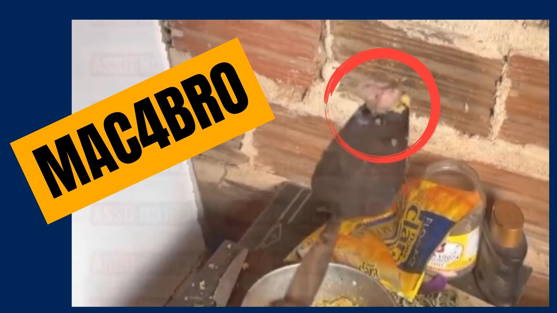 [VIDEO] Preso por maus tratos, jovem confessa que comeu carne de cachorro com cebola e cuscuz