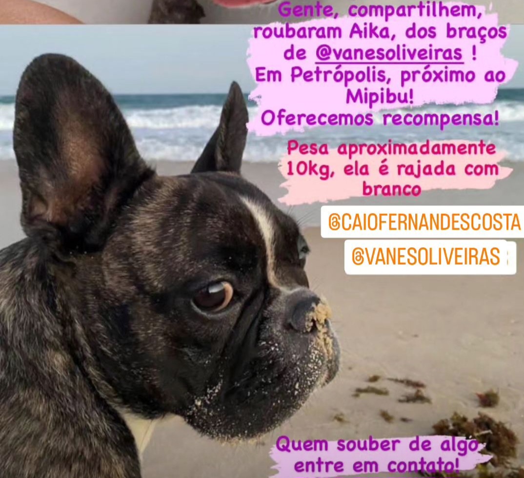 Buldog francês sequestrada em Petrópolis é devolvida após comoção nas redes sociais