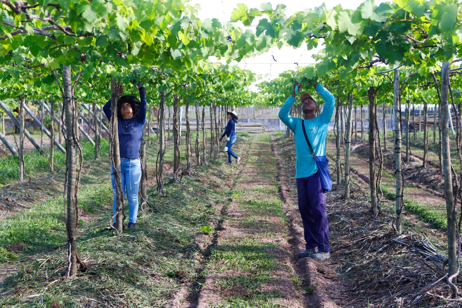 Rio Grande do Norte entra no mercado de produção de vinhos