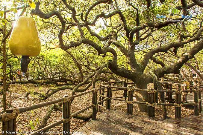 Trânsito nos entornos do Cajueiro de Pirangi sofre mudanças; confira como ficou