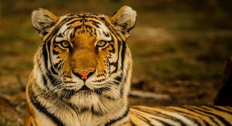 Tigre que matou 13 pessoas e era considerado uma ameaça é capturado na Índia