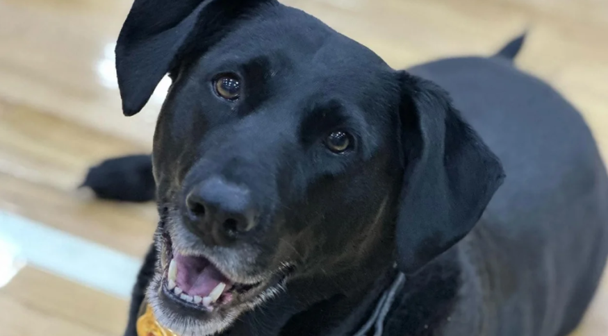 Cachorro acelera carrinho de golfe e atropela criança de 4 anos nos EUA