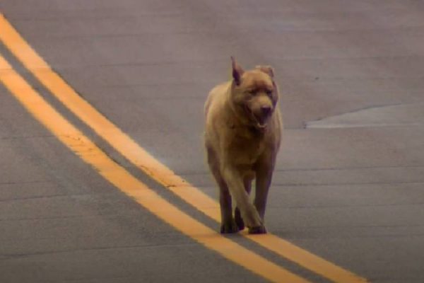 Cachorro caminha 6 km todos os dias apenas para “falar” com vizinhos