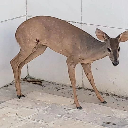 Carro atropela veado em Caicó; Polícia Ambiental leva animal para o veterinário