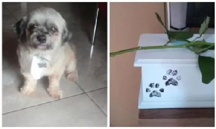 Mulher deixa cachorro no pet shop e recebe as cinzas do animal