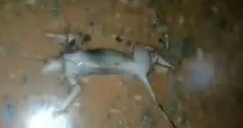 [VÍDEO] Criatura estranha é encontrada em mata e assusta moradores