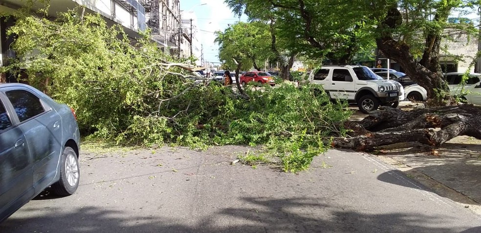 Árvore cai e interrompe trânsito em avenida da zona Leste de Natal